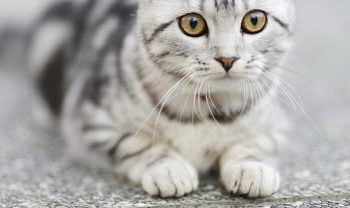 Tips Agar Hewan Kesayangan Tetap Sehat saat Mudik Lebaran