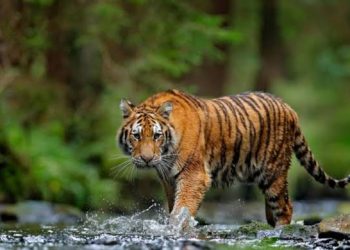 Dua Ekor Harimau Teror Warga Di Kabupaten Kerinci
