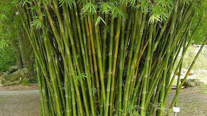 Tanaman Bambu yang Banyak Manfaatnya