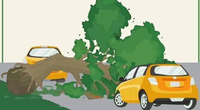 Satu Orang Tewas Akibat Pohon Tumbang di Hutan Cikole