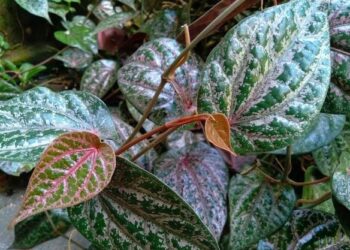 Temukan Manfaat Daun Sirih Merah - jenggala.id