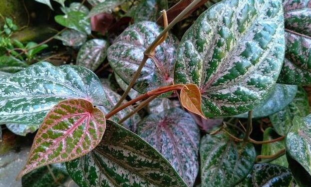 Temukan Manfaat Daun Sirih Merah - jenggala.id
