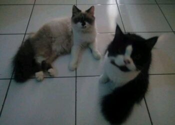 Binatang Kucing dapat mengetahui keberadaan pemiliknya