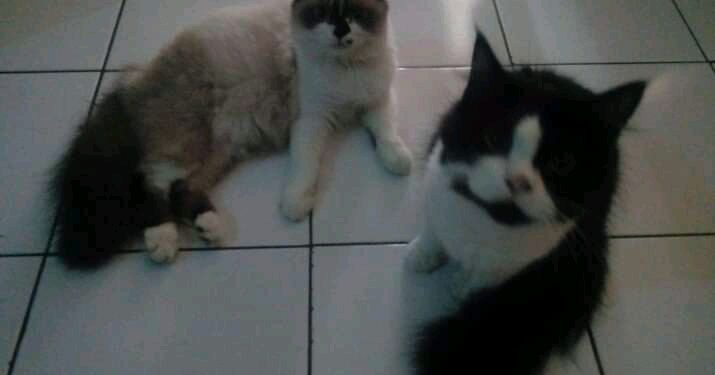 Binatang Kucing dapat mengetahui keberadaan pemiliknya