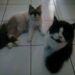 Binatang Kucing dapat mengetahui keberadaan pemiliknya
