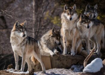 Mengenal Hewan Serigala yang Misterius