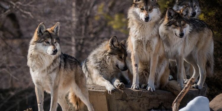 Mengenal Hewan Serigala yang Misterius