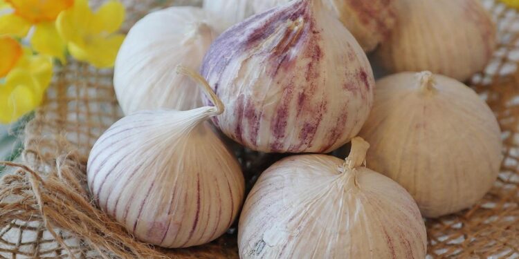 Manfaat bawang putih tunggal bagi kesehatan sehari-hari