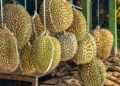 Macam-Macam Durian yang Menggoda Selera