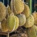 Macam-Macam Durian yang Menggoda Selera