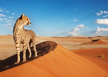 Gurun Gobi yang Menantang