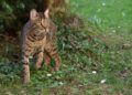 Kucing hutan termasuk kucing liar