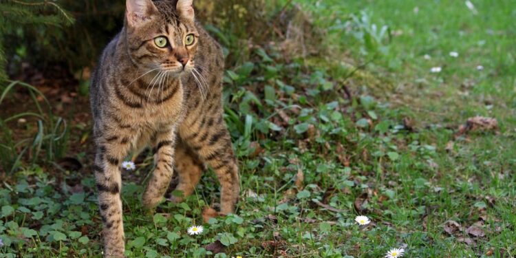Kucing hutan termasuk kucing liar