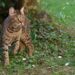 Kucing hutan termasuk kucing liar