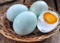 Telur asin
