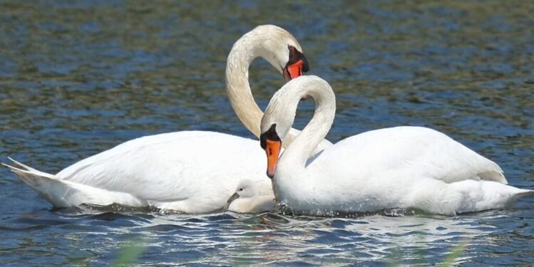 Burung angsa lambang kesetiaan