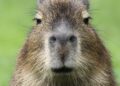 Capybara Hewan Mamalia yang Imut