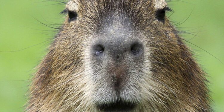 Capybara Hewan Mamalia yang Imut