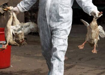 Ilustrasi: Unggas mati akibat flu Burung