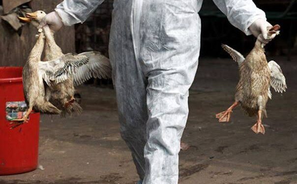 Ilustrasi: Unggas mati akibat flu Burung