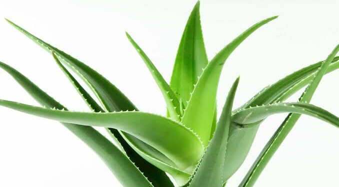 Ilustrasi pohon lidah buaya