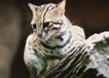 Kenali kucing hutan dan karekteristiknya