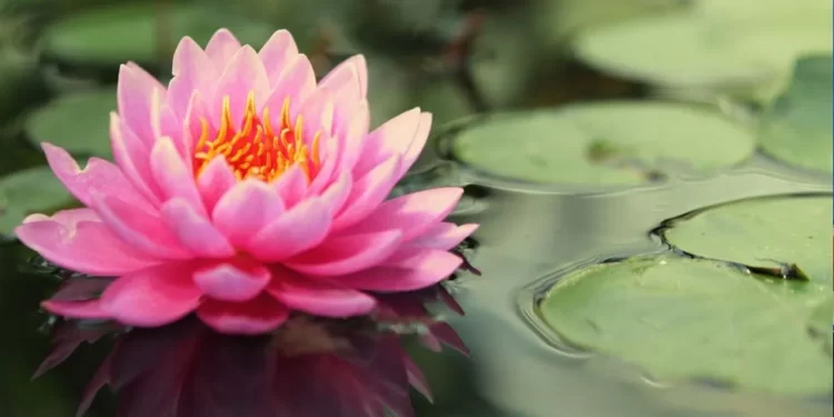 Bunda Teratai (Dekoruma)