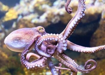 Gurita hewan yang cerdas (BBC)