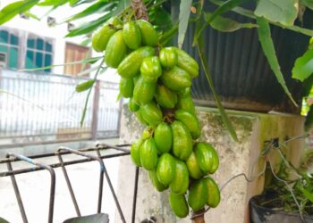 Temukan manfaat buah Belimbing Wuluh untuk menjaga kesehatan Anda