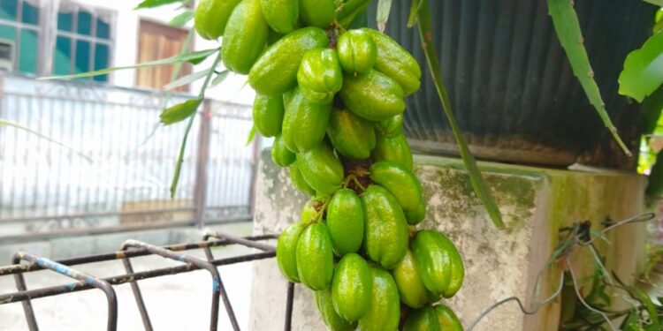 Temukan manfaat buah Belimbing Wuluh untuk menjaga kesehatan Anda