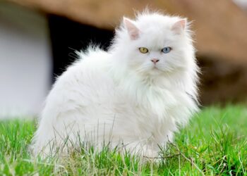 Kucing Anggora yang menggemaskan