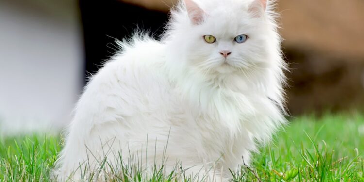 Kucing Anggora yang menggemaskan