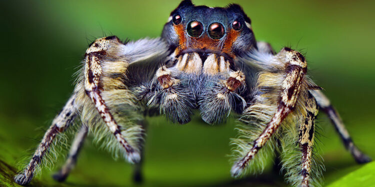 Laba-laba yang tidak berbahaya (Mongabay)