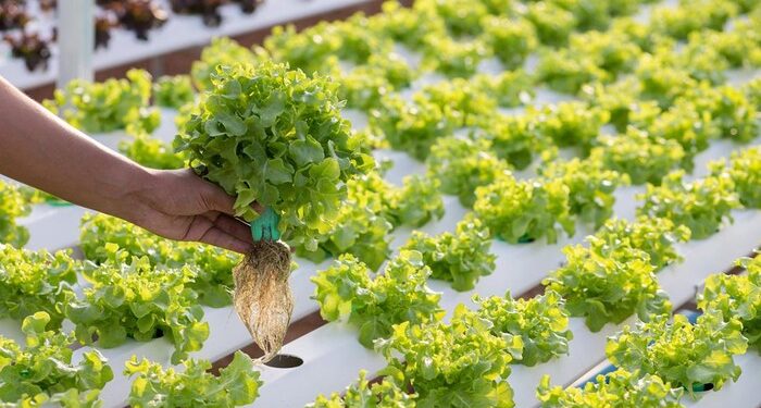 Teknologi hidroponik dalam pertanian (detikcom)