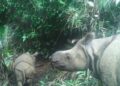Populasi Badak Jawa keberadaannya semakin merosot, hal ini berdasarkan investigasi dari hasi CCTV