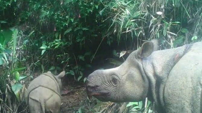 Populasi Badak Jawa keberadaannya semakin merosot, hal ini berdasarkan investigasi dari hasi CCTV