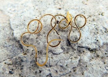 Peran penting Nematomorpha bagi manusia (jenisnet)