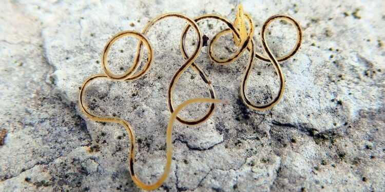 Peran penting Nematomorpha bagi manusia (jenisnet)