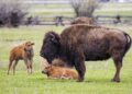 Bison yang Masih Satu Keluarga dengan Kerbau