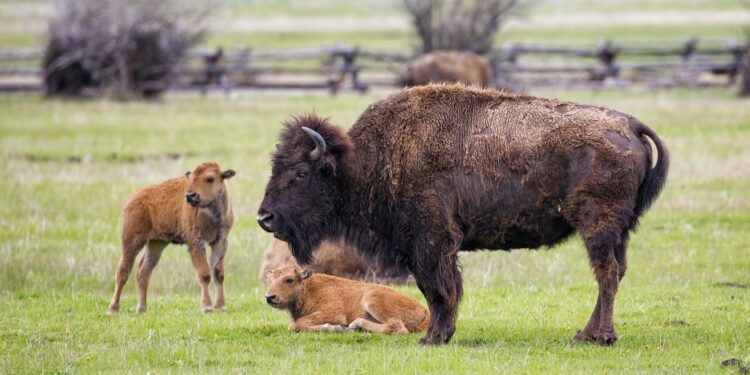 Bison yang Masih Satu Keluarga dengan Kerbau