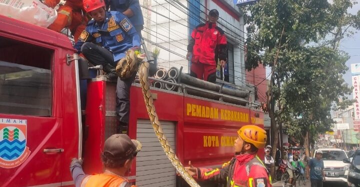 Ular Piton di Jalan Gandawijaya Hebohkan Warga