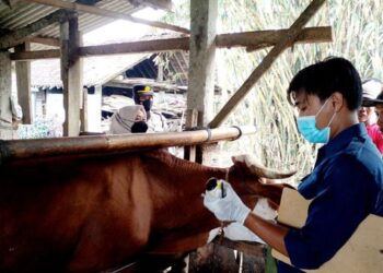 Warga Gunungkidul Tewas Akibat Antraks