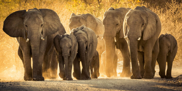 Gajah, Raksasa nan Lembut
