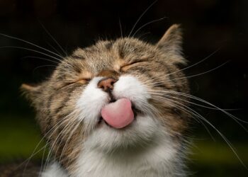 Memeringati Hari Kucing Internasional