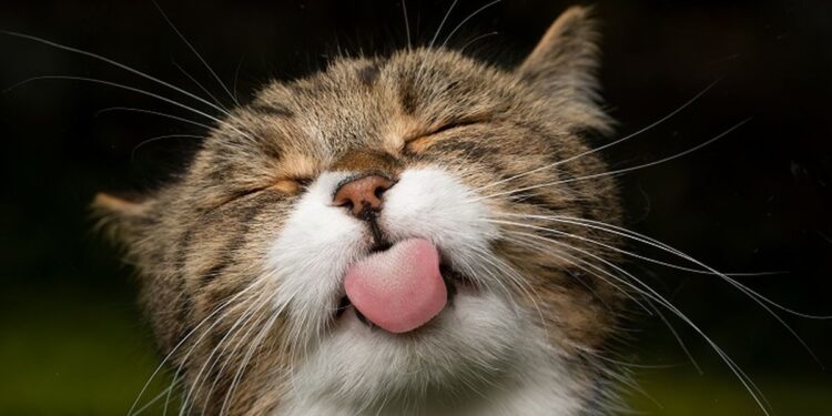 Memeringati Hari Kucing Internasional