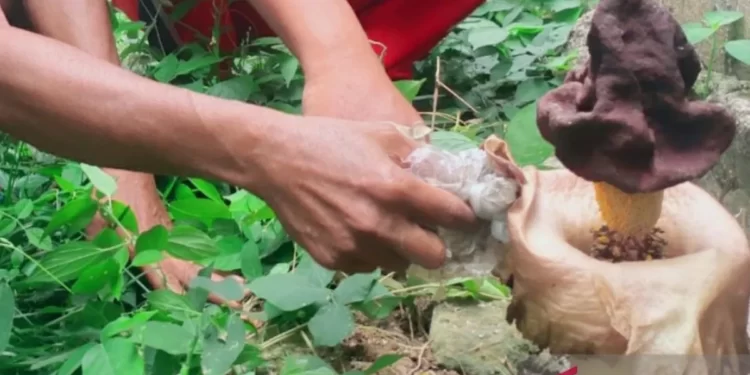 Tanaman Mirip Bunga Bangkai Tumbuh di Lahan Rumah Kawasan Karawang