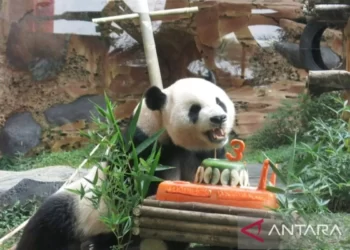 Taman Safari Kawinkan 2 Panda Raksasa Asal China Usia 13 Tahun