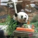 Taman Safari Kawinkan 2 Panda Raksasa Asal China Usia 13 Tahun