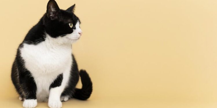 Pemkot Bandung Gratiskan Vaksin Rabies