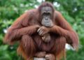 Dua Orang Utan yang Kondisinya Kurus Kering Diduga Terusir dari Habitat